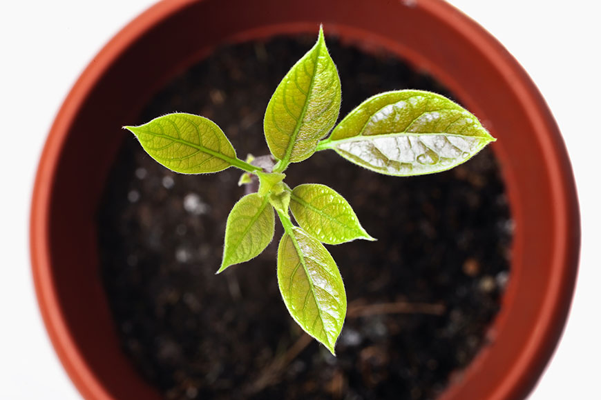 avocado houseplants