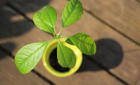 Avocado in flower pot - Grow your own Avocado Tree!