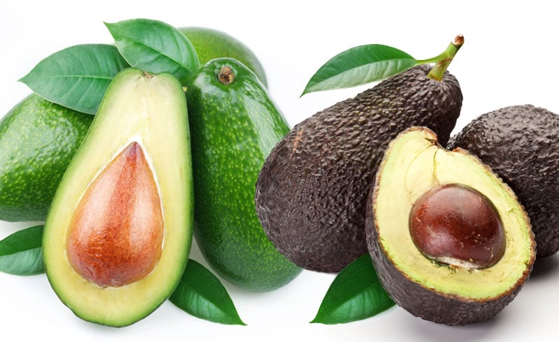 Avocado and Its Different Breeds - AvoSeedo