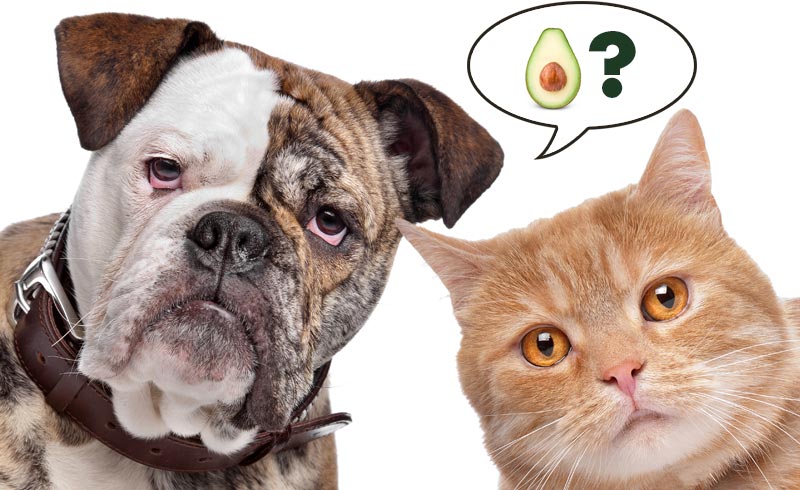 Are Avocados Good For My Cat And Dog Avoseedo