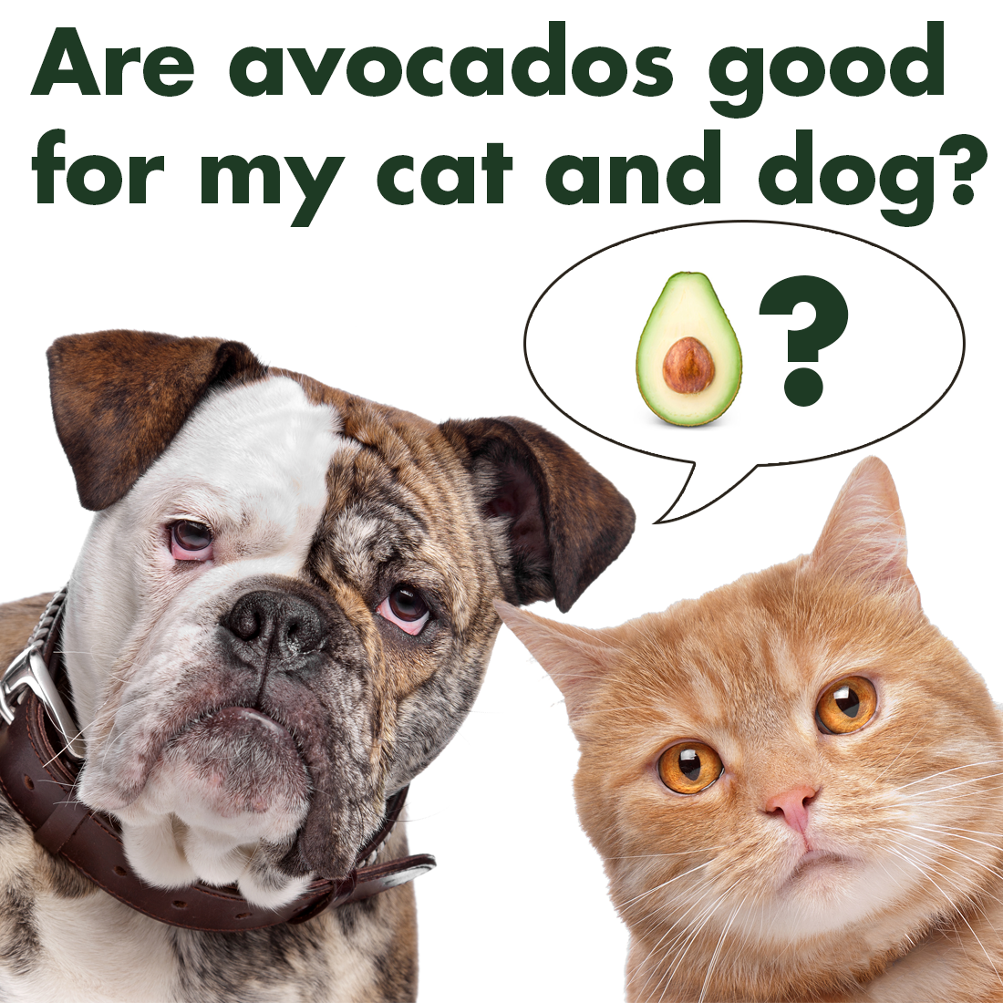 avocados and dogs cat and dog avocado avoseedo grow your own avocado tree avocados and dogs cat and dog avocado avoseedo grow your own avocado tree