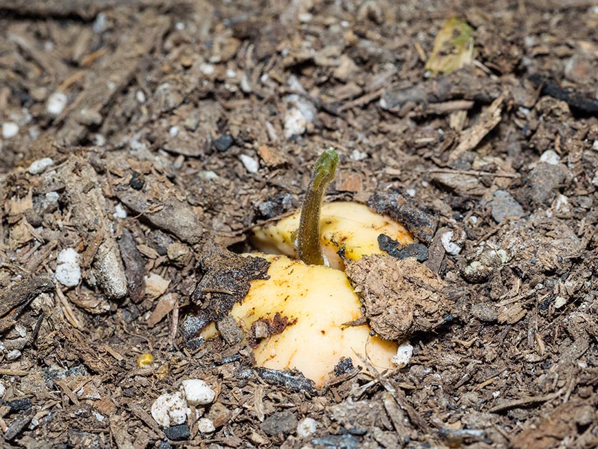 How to Grow an Avocado Tree AvoSeedo Grow your own