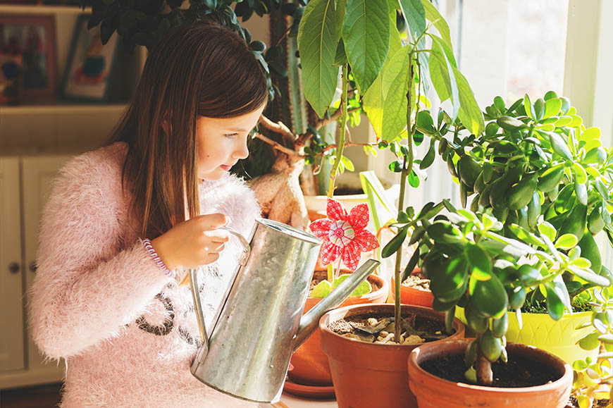 Grow Avocado Indoor