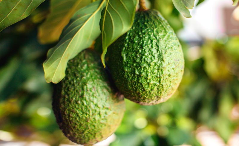 How Do We Have Avocados Year-Round?