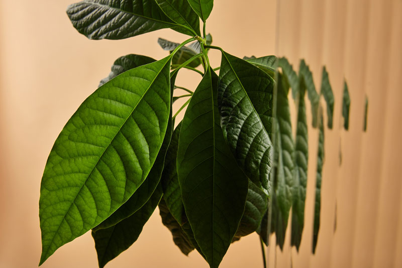 Avocado Leaves