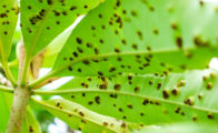 Anthracnose-Disease