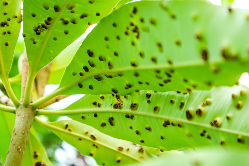 Enfermedades de los árboles de aguacate