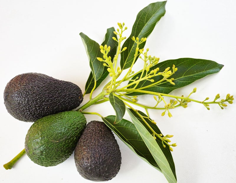 avocado blossom