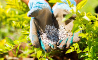 Avocado fertilizer