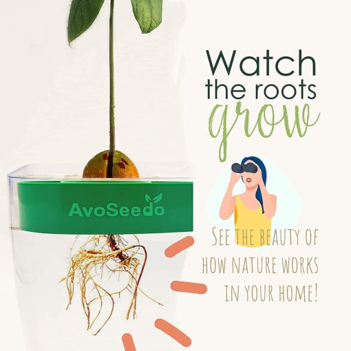 AvoSeedo 3-Pack - Image 5