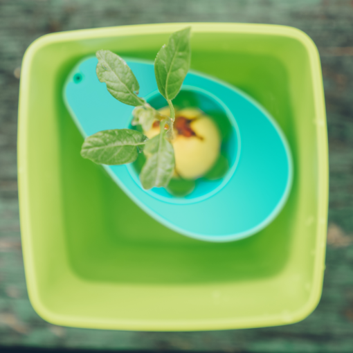 AvoSeedo 3-Pack - Image 7