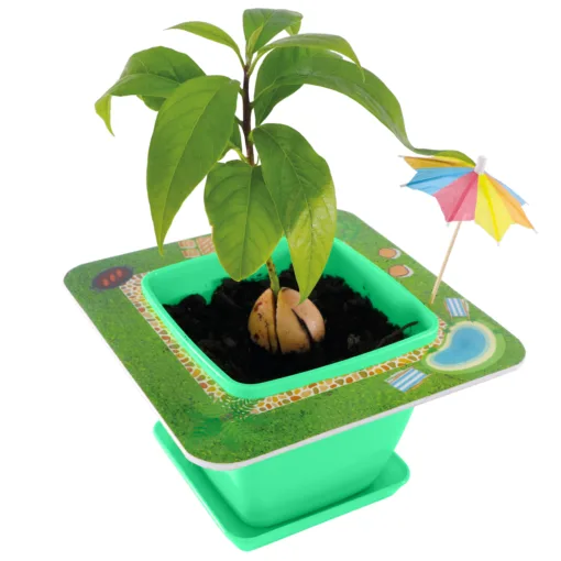 AvoSeedo Pet Avocado - Image 2