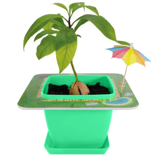 AvoSeedo Pet Avocado - Image 5