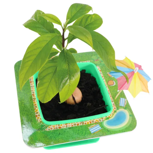 AvoSeedo Pet Avocado - Image 6