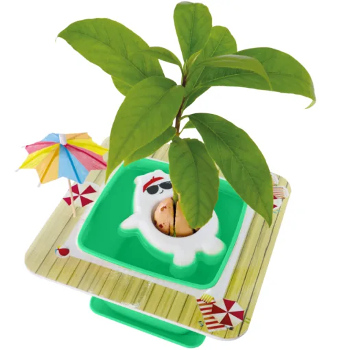 AvoSeedo Pet Avocado - Image 7